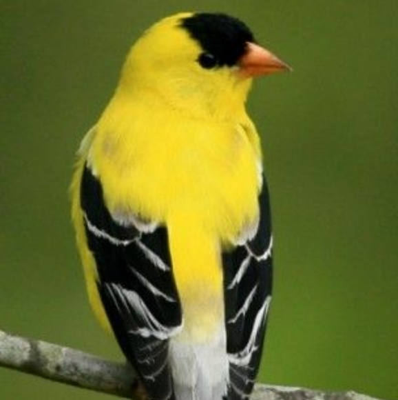 Meet your Posher, Claudia - Picture 3 of 3